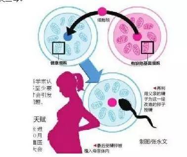 试管婴儿优质胚胎移植成功率高吗